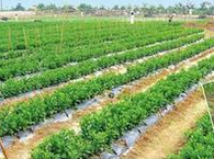 生態(tài)農業(yè)產業(yè)