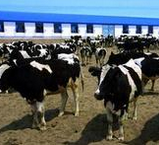 乳品產(chǎn)業(yè)