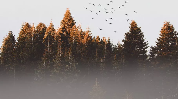 2019年國家級森林康養基地創建申報指南