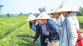 岳陽(yáng)市把黃茶作為全市茶葉產(chǎn)業(yè)發(fā)展的主攻方向