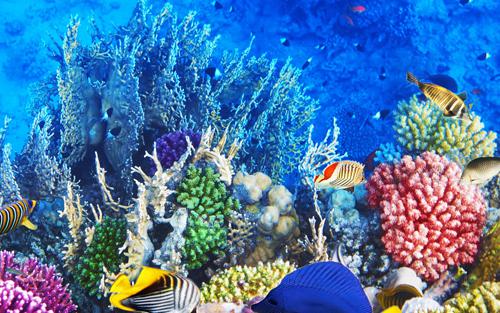 海洋生物醫藥業領銜各海洋戰略性新興產業并成為突出亮點