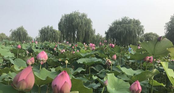 白洋淀：全力打造雄安新區旅游產業創新發展示范區