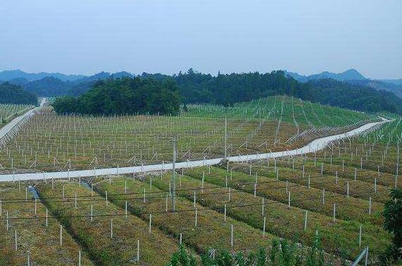 促進小農戶生產和現代農業發展有機銜接，建立現代農業經營體系
