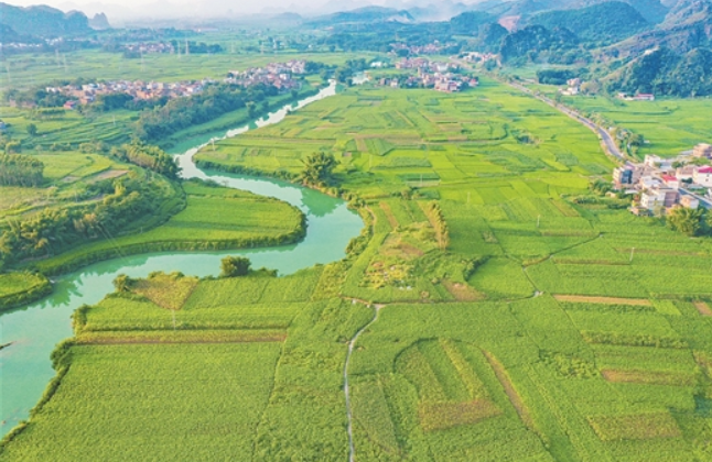 廣西壯族自治區(qū)全區(qū)各地開拓創(chuàng)新發(fā)展蠶桑產(chǎn)業(yè)