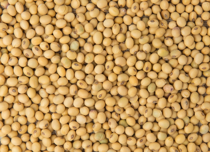 皖北地區大豆生產現狀分析及生產的提升策略 皖北地區大豆生產現狀分析及生產的提升策略