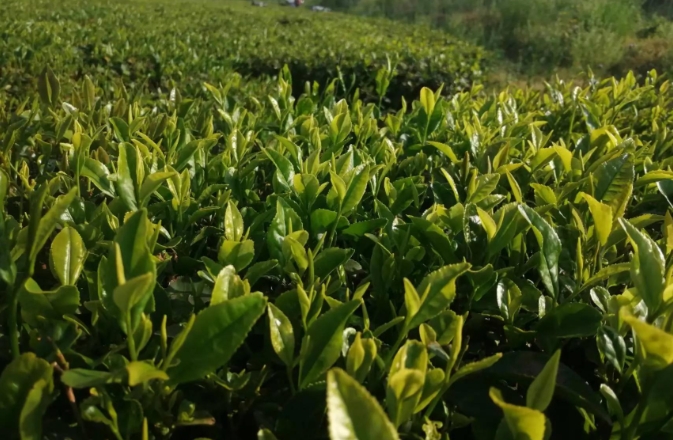 鄉(xiāng)村振興背景下日照綠茶產(chǎn)業(yè)發(fā)展現(xiàn)狀、發(fā)展優(yōu)勢(shì)及問(wèn)題 鄉(xiāng)村振興背景下日照綠茶產(chǎn)業(yè)發(fā)展現(xiàn)狀、發(fā)展優(yōu)勢(shì)及問(wèn)題